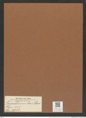 Triceratium leve Cleve (de-Toni-Nr.: Genus 140, Species 3916) Zeichnungen Sammlung Grunow Mappe 03942 (Herbarium_W_Grunow_drawings_Folder_03942)